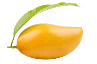 新鲜芒果免扣图