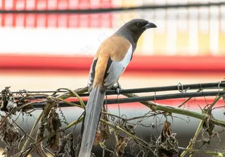 户外喜鹊鸟类生物