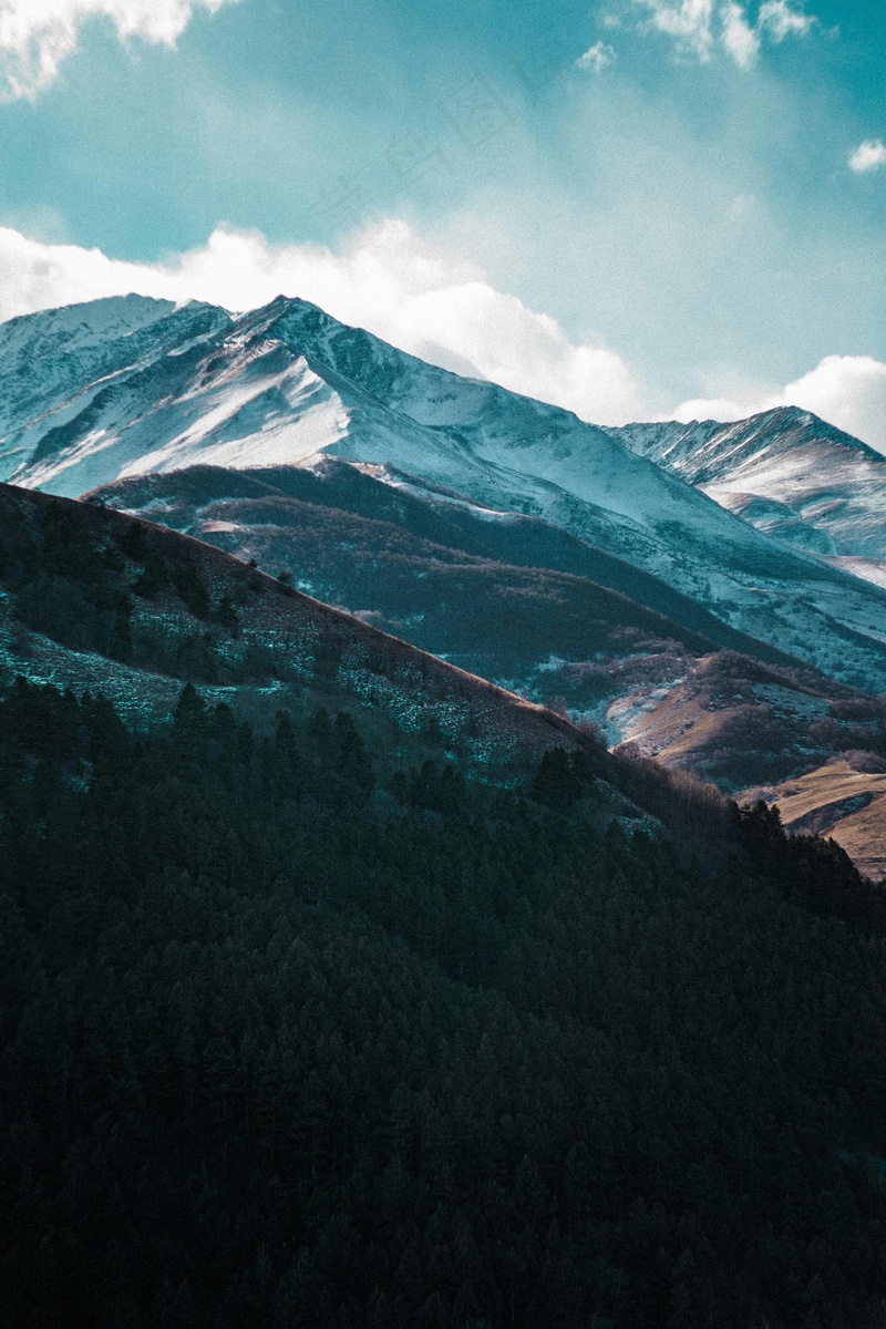 雪山下的森林