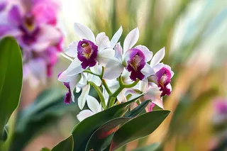 兰花紫花蕙兰摄影图