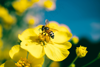 春天油菜花蜜蜂采蜜摄影图