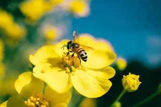 春天油菜花蜜蜂采蜜摄影图