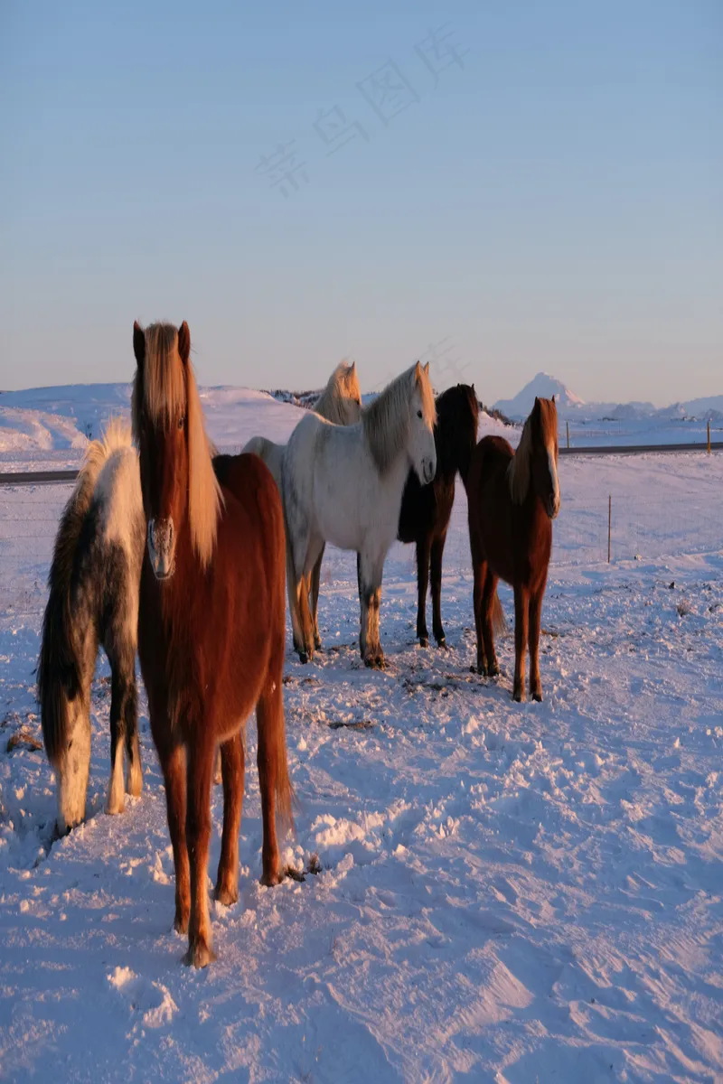 雪地上的马儿