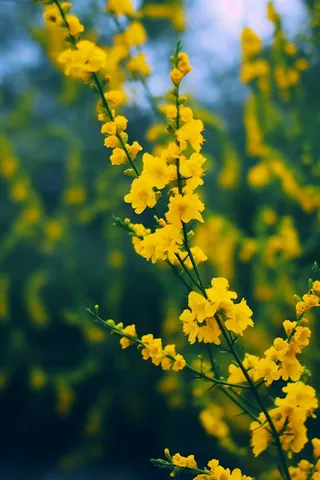 春天小黄花绿枝摄影图