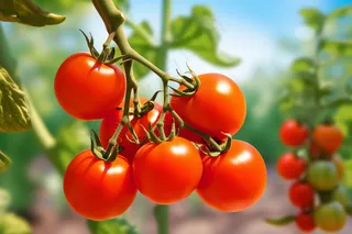 番茄西红柿蔬菜水果摄影图