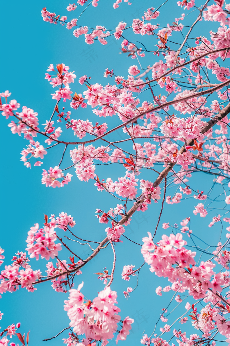 春日樱花花朵摄影图(2688x4032)