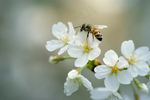 春日樱花花朵摄影图