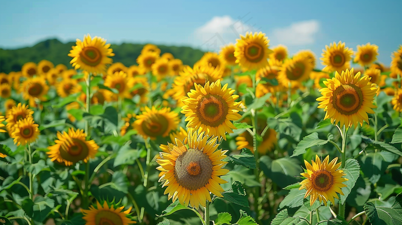 向日葵向阳鲜花摄影图(4368x2448)
