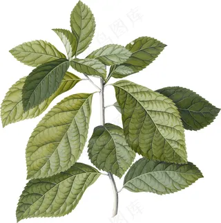复古绿叶素材