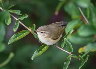 树枝上的麻雀小鸟动物3