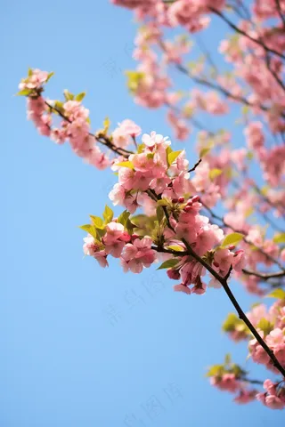 春天蓝天下的海棠花粉色摄影图