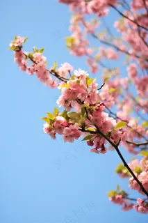 春天蓝天下的海棠花粉色摄影图 春天蓝天下的海棠花粉色摄影图