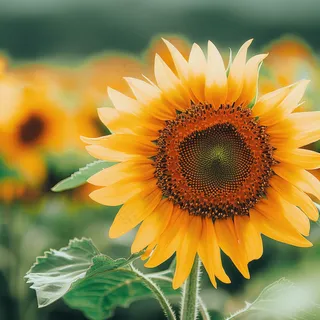 向日葵向阳鲜花摄影图