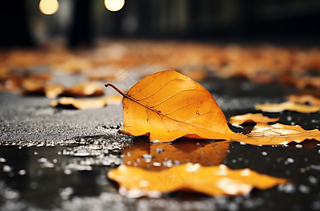 秋天下雨天掉落地上的黄叶枯叶摄影图