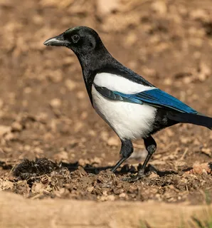 户外喜鹊鸟类生物