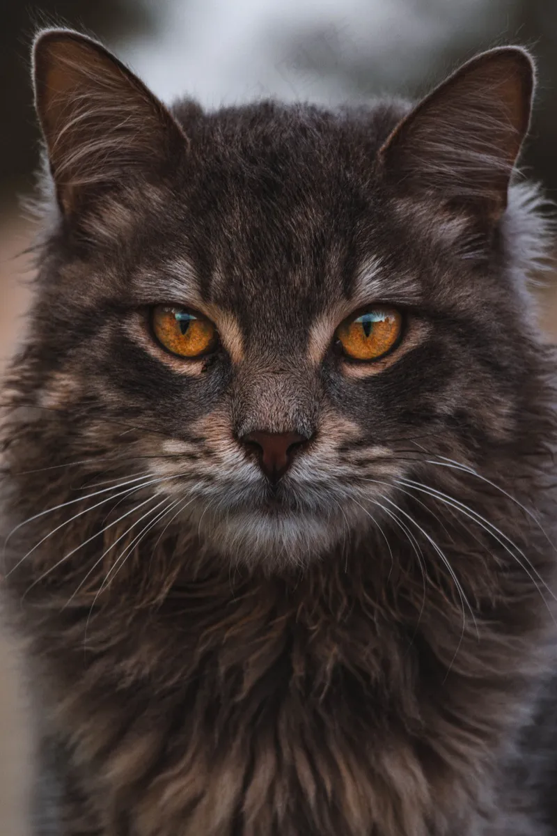 怼脸拍小猫图