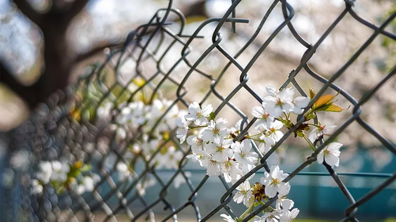 春天围墙上的白花花朵梨花摄影图(4368x2448)