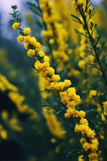 春天小黄花绿枝摄影图 春天小黄花绿枝摄影图