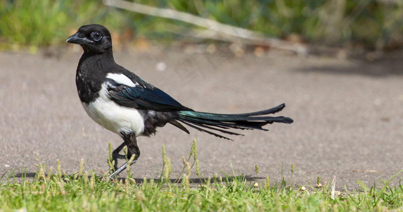 户外喜鹊鸟类生物