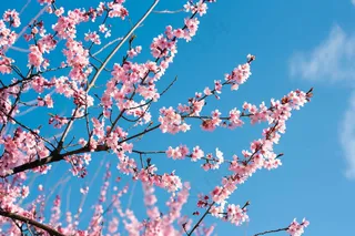 春日樱花花朵摄影图