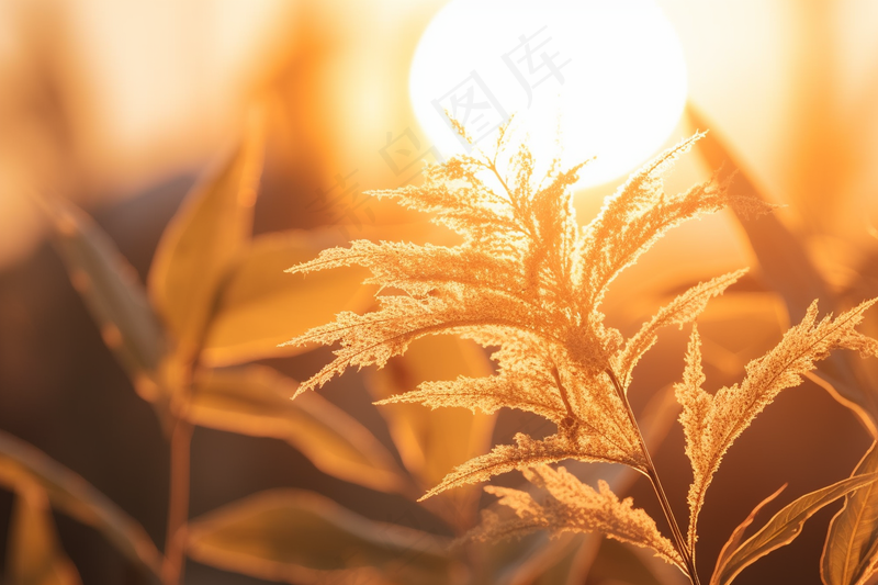 夕阳下的芦苇植物黄色摄影图