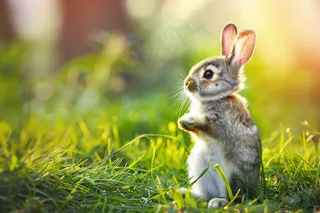 春天草地里的兔子阳光摄影图