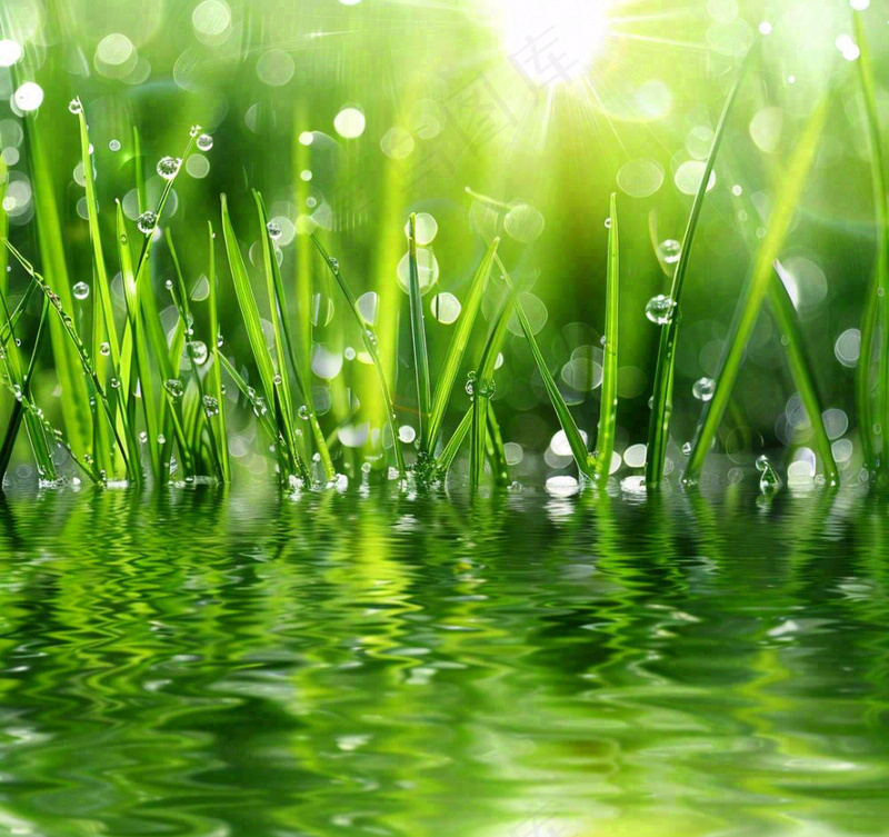 雨天草地上的积水绿叶上挂着水滴春天春分雨水谷雨摄影图