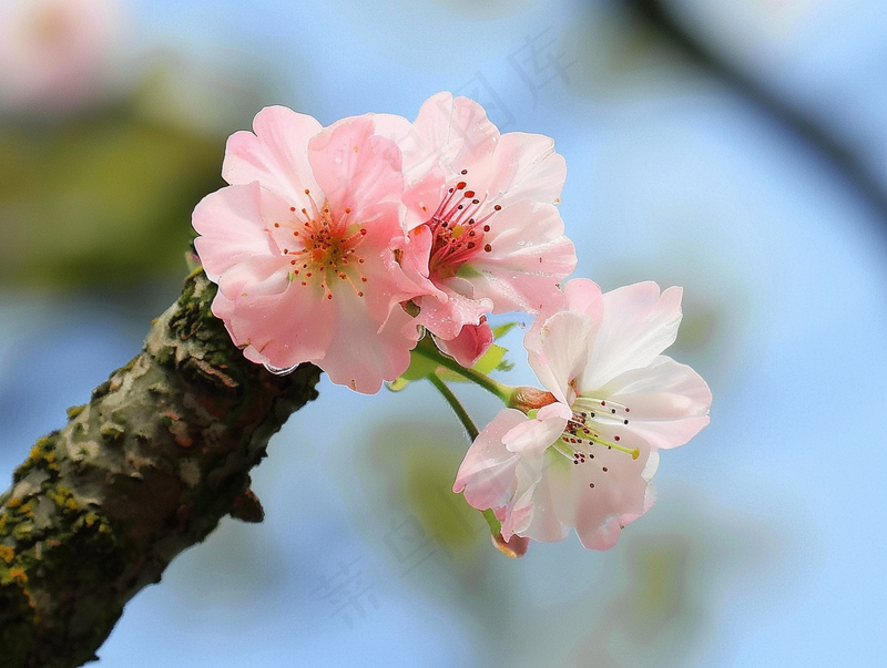 春日樱花花朵摄影图(3696x2784)