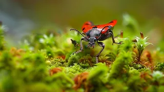 苔藓草地上的昆虫春天摄影图