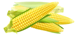 插画风格玉米免扣素材