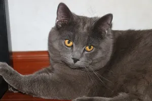 宠物猫趴在墙边看着铲屎官