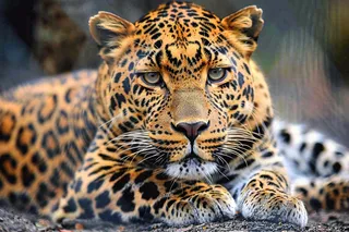 猎豹趴着休息的动物保护动物摄影图