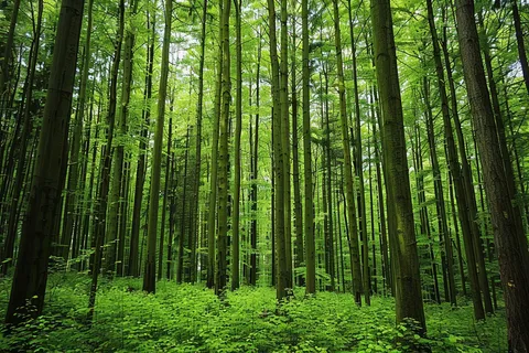 森林公园树林茂密绿色摄影图