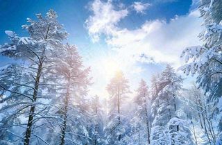 冬天白雪覆盖的森林阳光照射大自然雪景大雪小雪冬至摄影图