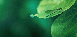 绿叶上的蜻蜓春天夏天春分立夏摄影图