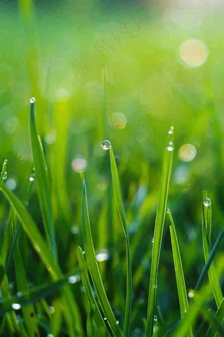 春天绿草地草坪绿叶上的露珠清晨立春惊蛰谷雨摄影图