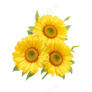 黄色向日葵花朵免抠素材63