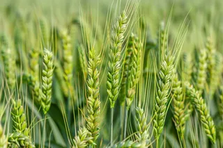 小麦绿色麦穗小米那芒种粮食摄影图