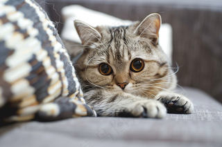 猫咪宠物猫可爱动物摄影图