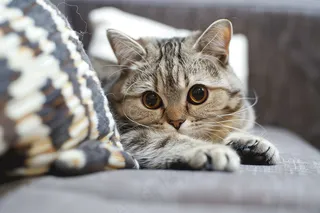 猫咪宠物猫可爱动物摄影图