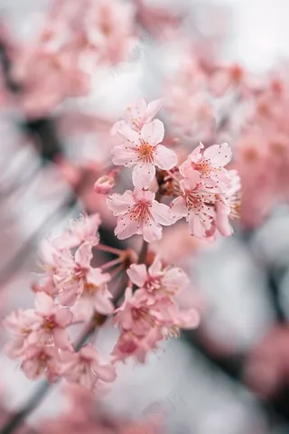 春日樱花花朵摄影图