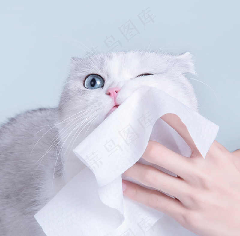 可爱猫咪摄影