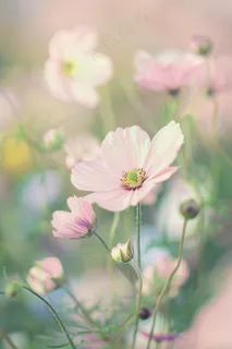 春天格桑花花朵花丛梦幻摄影图 春天格桑花花朵花丛梦幻摄影图