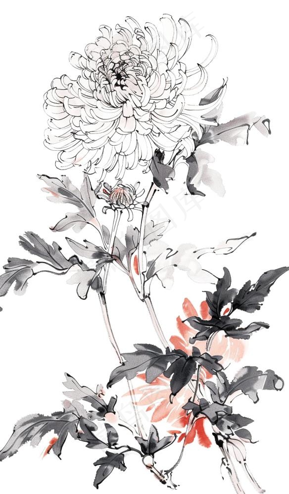 菊花水墨画中国风手绘清明重阳插画免抠(832x1424)