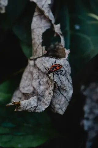 红黑相间昆虫在枯黄树叶上的静谧时光