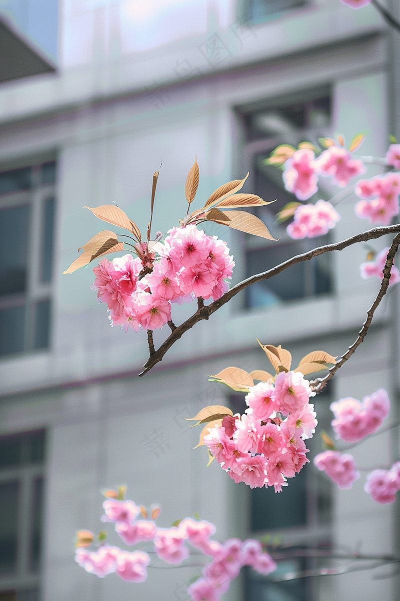 春日樱花花朵摄影图(2688x4032)