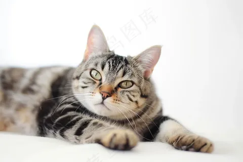 猫咪宠物猫可爱动物摄影图