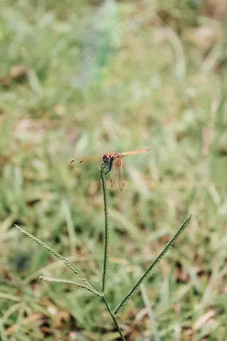 一只褐色的蜻蜓