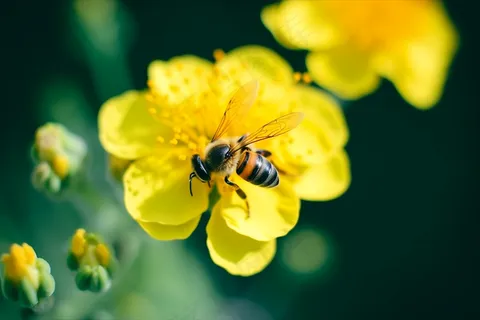春天油菜花蜜蜂采蜜摄影图 春天油菜花蜜蜂采蜜摄影图