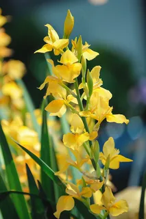 春天黄色鲜花摄影图 春天黄色鲜花摄影图